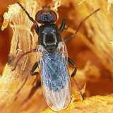 La Piophila casei, la mosca del formaggio 